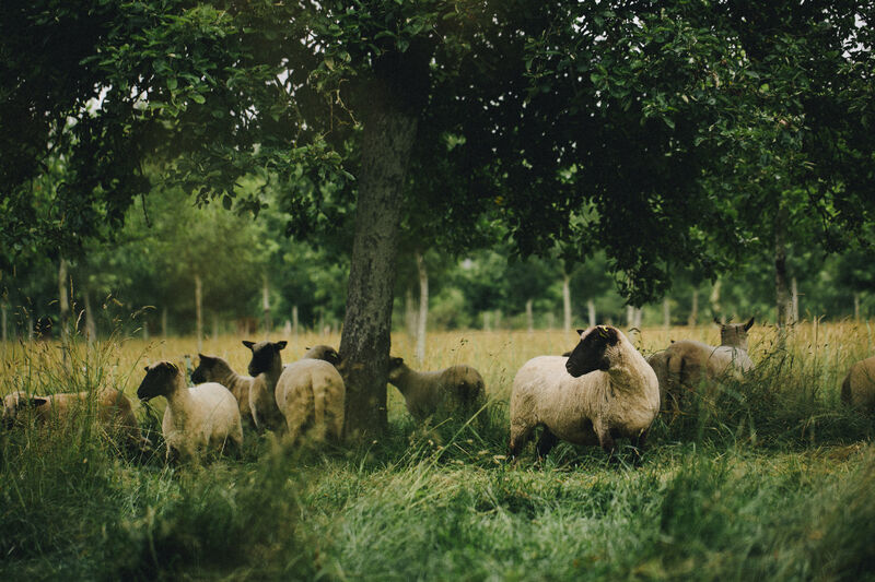 weiland met schapen